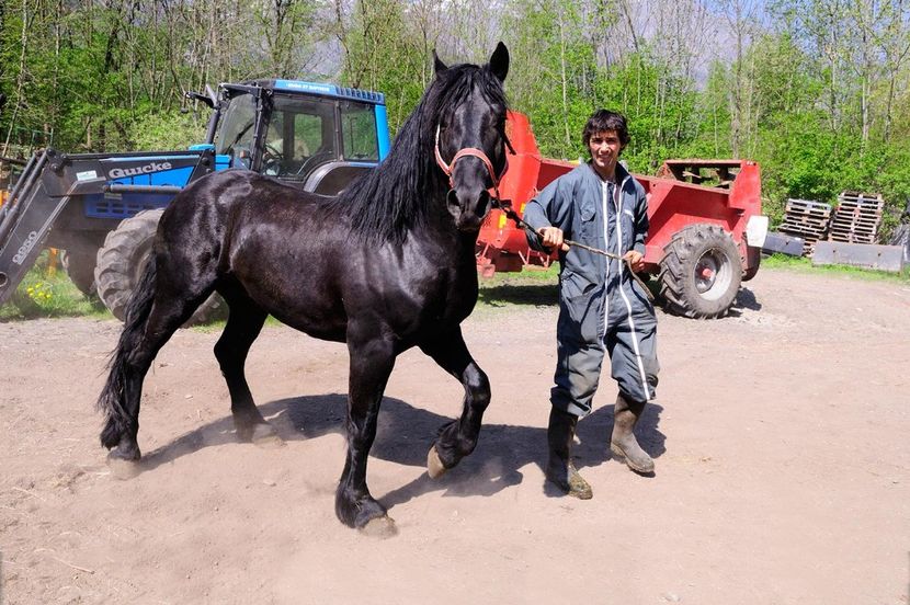 Rasa Merens frumos - Rase de capre vaci oi poze noi 2017 2018