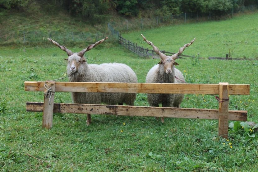 Rasa Ratca frumoase-n7 - Rase de capre vaci oi poze noi 2017 2018