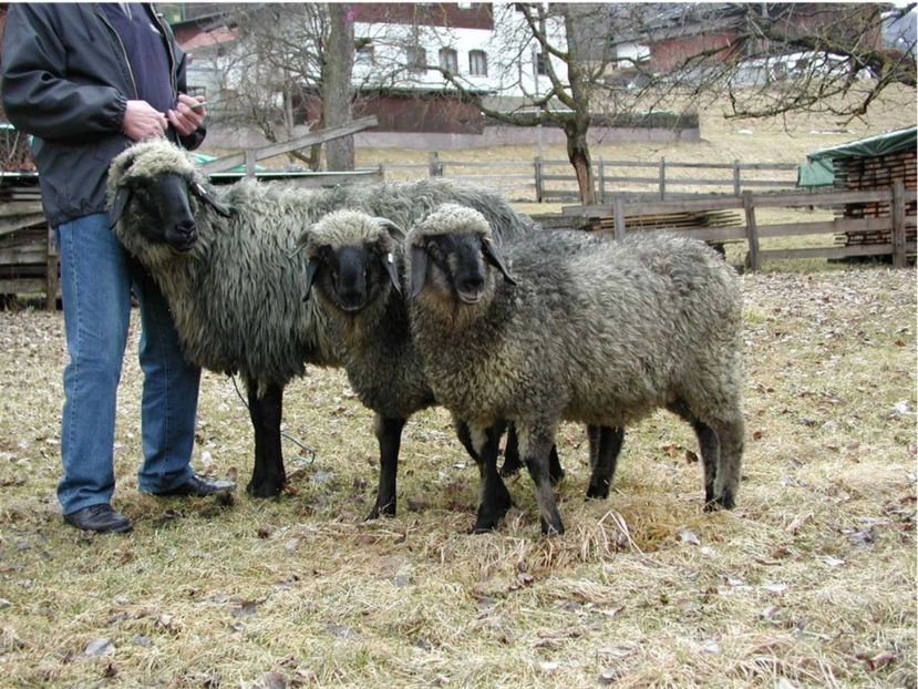 Rasa Steinschaf negre-8vv - Rase de capre vaci oi poze noi 2017 2018