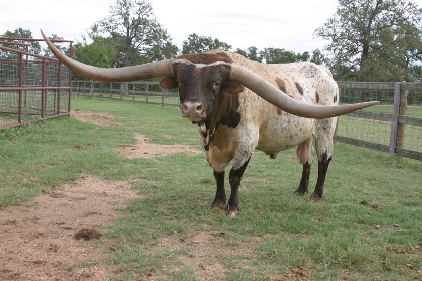 Rasa Texas Longhorn-2 - Rase de capre vaci oi poze noi 2017 2018