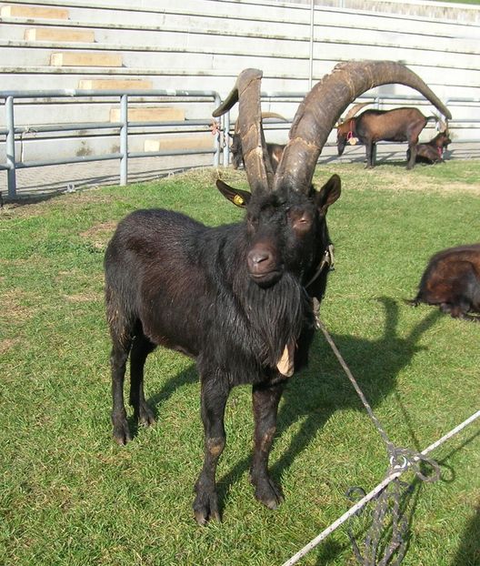 Rasa Valdostana frumos si in varsta - Rase de capre vaci oi poze noi 2017 2018