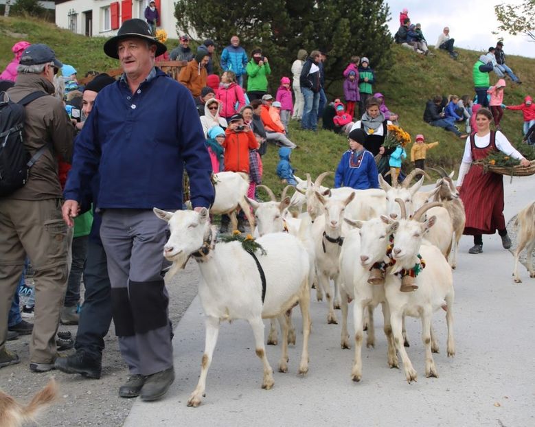 Saanen frumoase - Rase de capre vaci oi poze noi 2017 2018