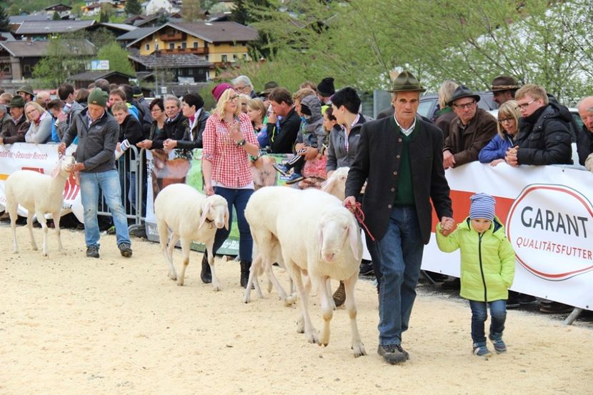 Si copii invata,,, - Rase de capre vaci oi poze noi 2017 2018