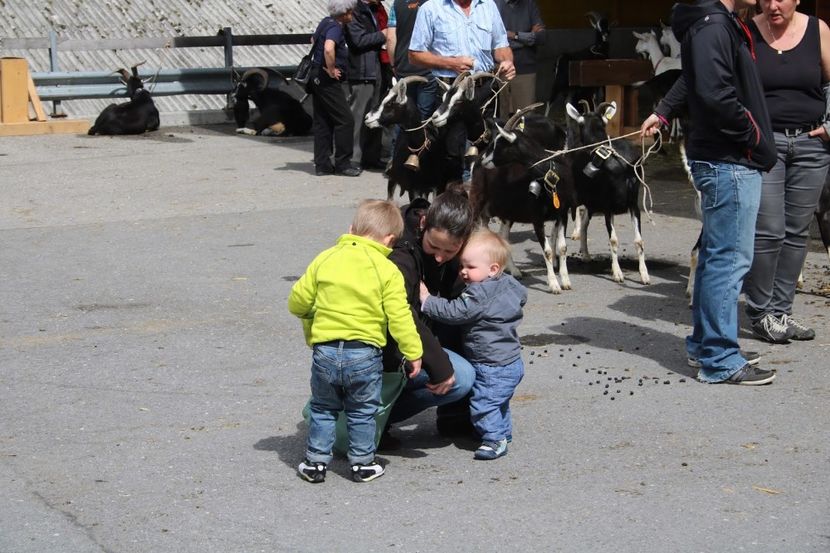 Si copii sant adusi sa vada caprele - Rase de capre vaci oi poze noi 2017 2018