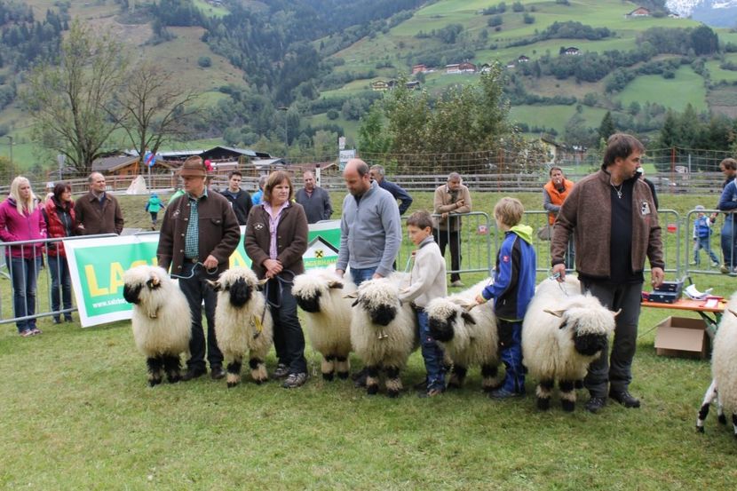 Si copii sant prezenti - Rase de capre vaci oi poze noi 2017 2018