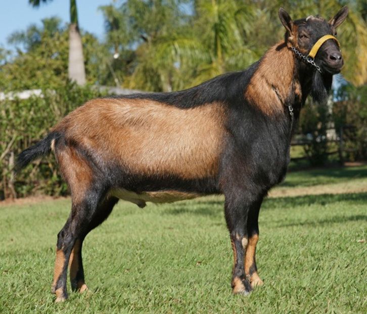 Tap Alpin fara coarne-t65 - Rase de capre vaci oi poze noi 2017 2018