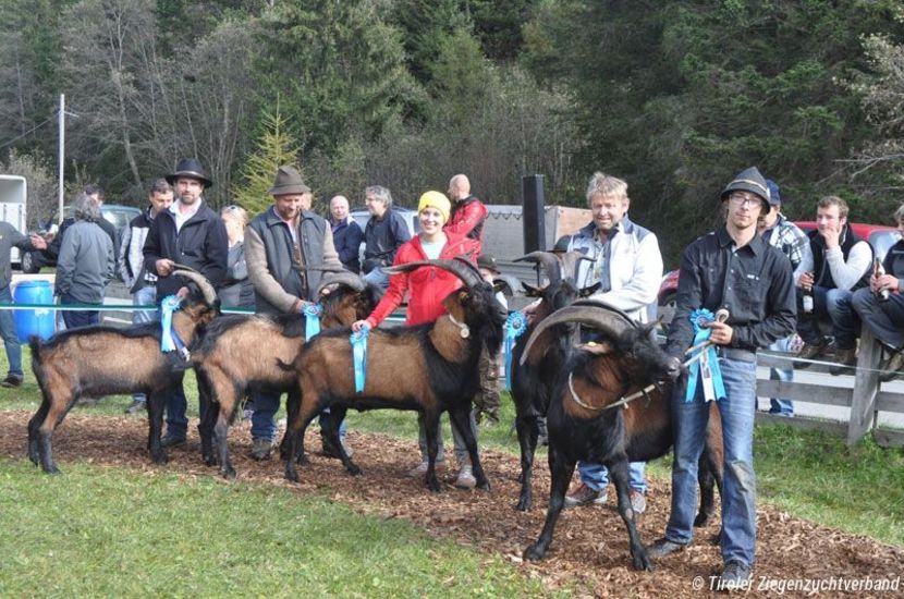 Tapii Alpini nervosi - Rase de capre vaci oi poze noi 2017 2018