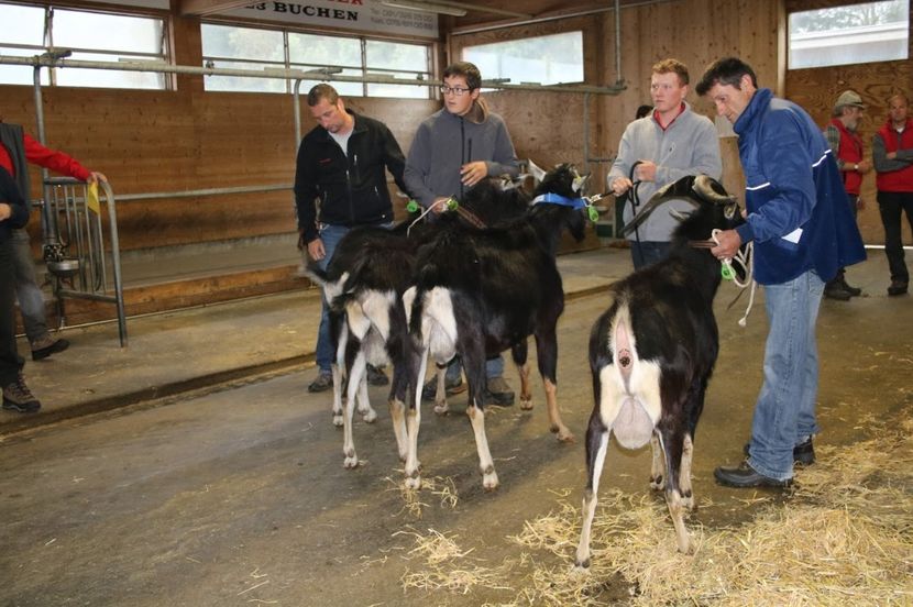 Tapii de Alpina britanica-76h - Rase de capre vaci oi poze noi 2017 2018