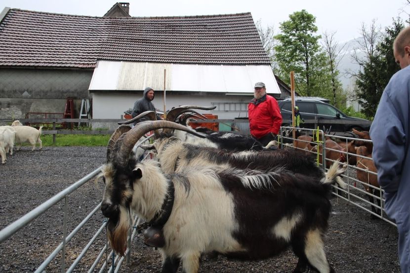 Tapii de capre Paun frumosi-hp87 - Rase de capre vaci oi poze noi 2017 2018