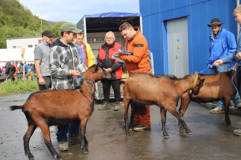 Tapii tineri Alpini - Rase de capre vaci oi poze noi 2017 2018