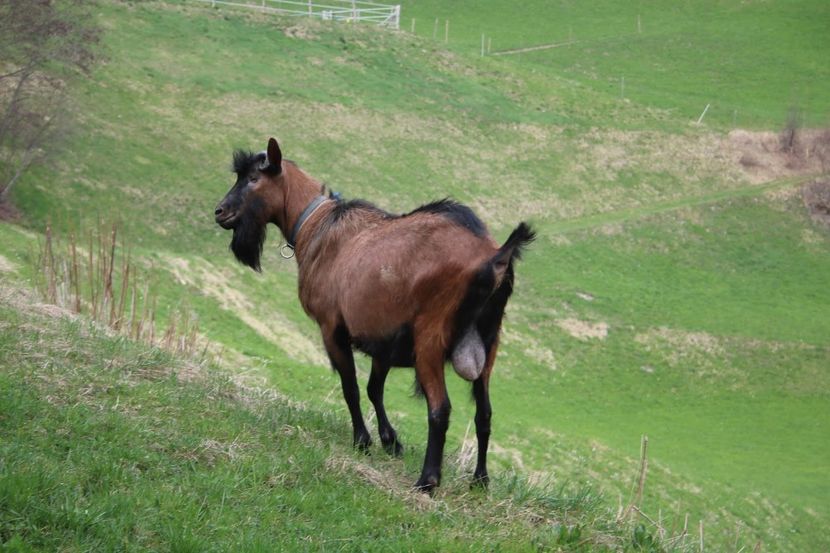 Tapul Alpin  la pasune-56tt - Rase de capre vaci oi poze noi 2017 2018