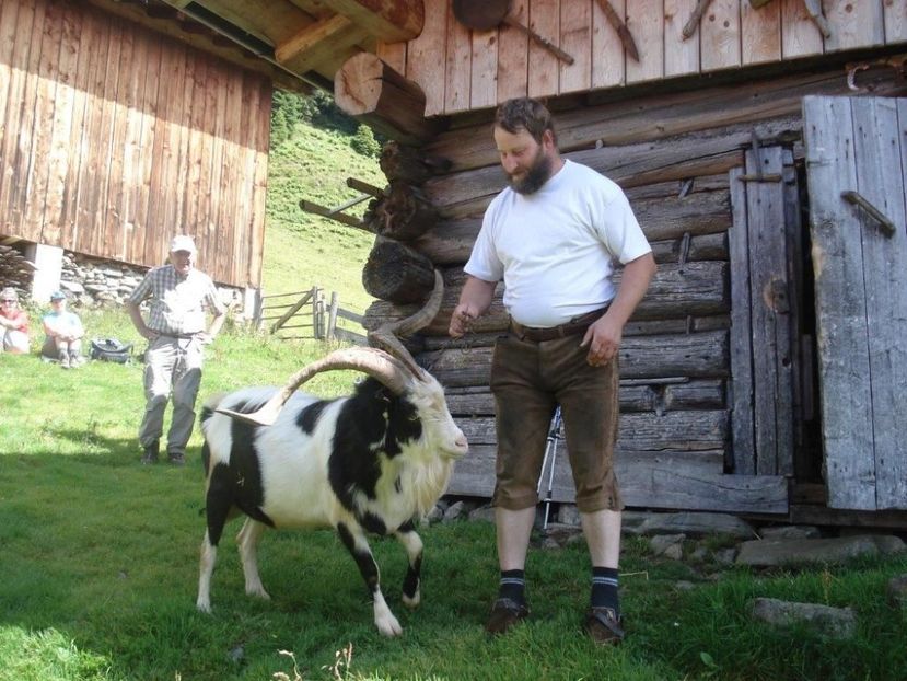 Tapul colorat si neastamparat - Rase de capre vaci oi poze noi 2017 2018