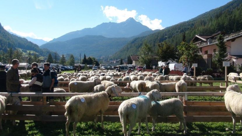 Targ de oi Bergschaf frumoase-4fdd - Rase de capre vaci oi poze noi 2017 2018