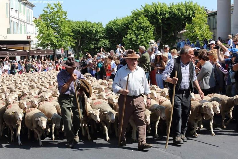 Transhumanta in Saint-Remy Franta - Rase de capre vaci oi poze noi 2017 2018