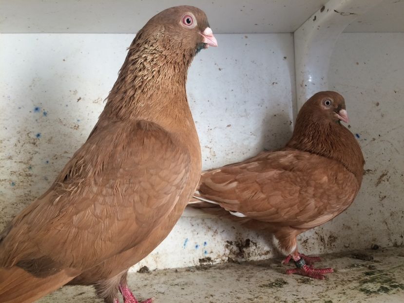 1 - 2-Perechi pana simpla 2019