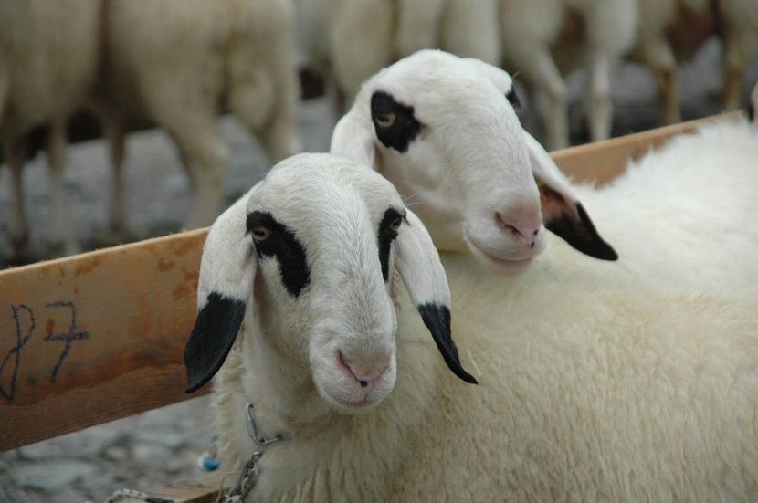 Villnosser Brillenschaf in Tirol - Rase de capre vaci oi poze noi 2017 2018