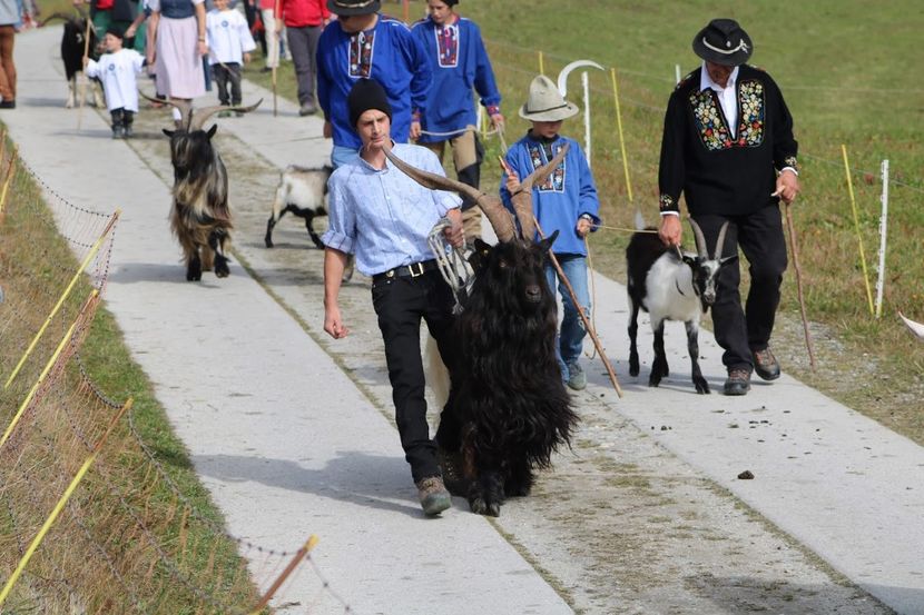 Walliserul dragut - Rase de capre vaci oi poze noi 2017 2018