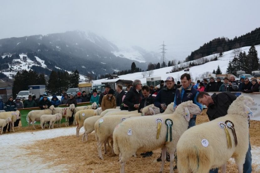 Zapada si oi frumoase-7ul - Rase de capre vaci oi poze noi 2017 2018