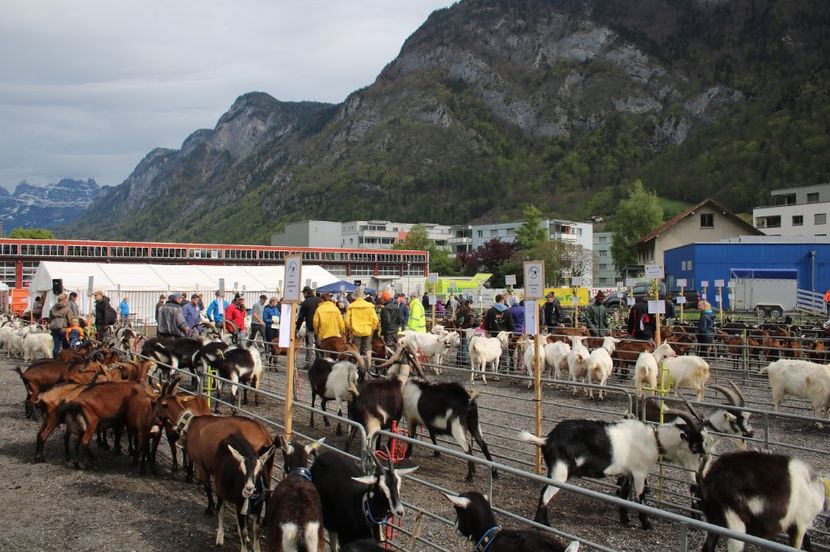 Zona montana , deci capre,,,,, - Rase de capre vaci oi poze noi 2017 2018