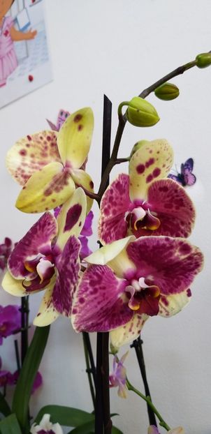  - Phalaenopsis2