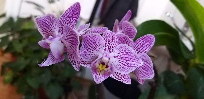  - Phalaenopsis2