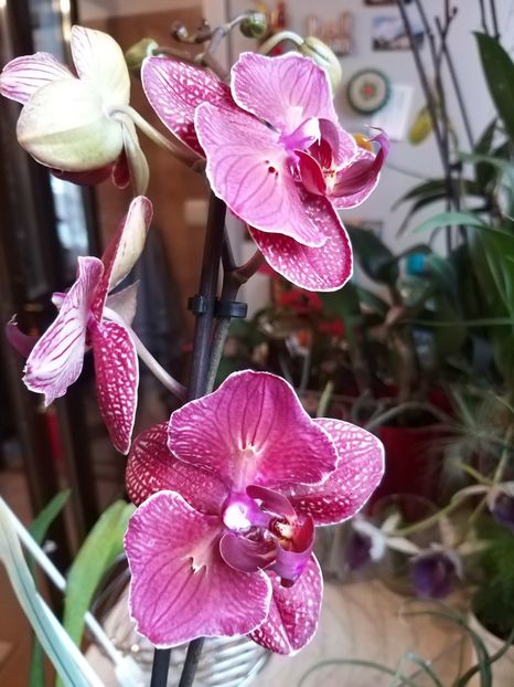  - Phalaenopsis2