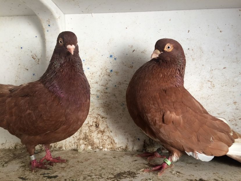  - 2-Perechi pana simpla 2019