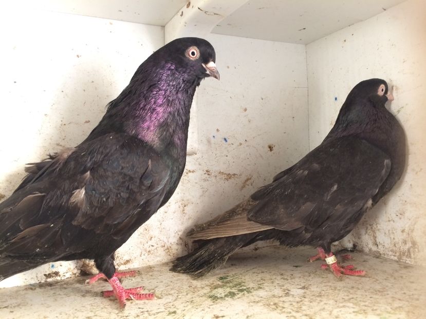 7 - 2-Perechi pana simpla 2019