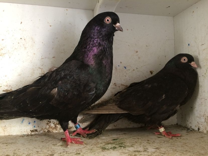  - 2-Perechi pana simpla 2019