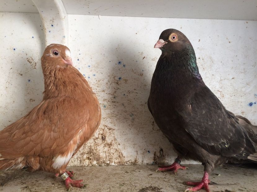  - 2-Perechi pana simpla 2019