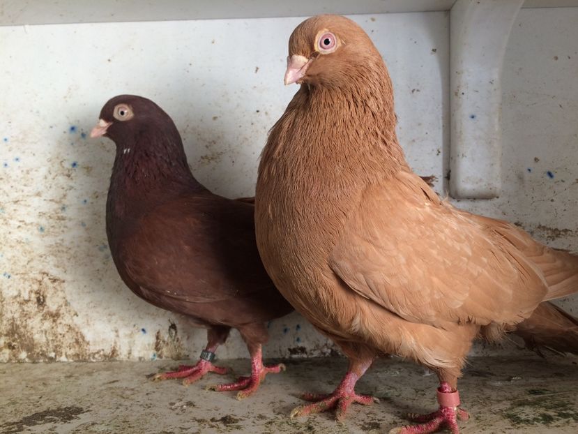 9 - 2-Perechi pana simpla 2019