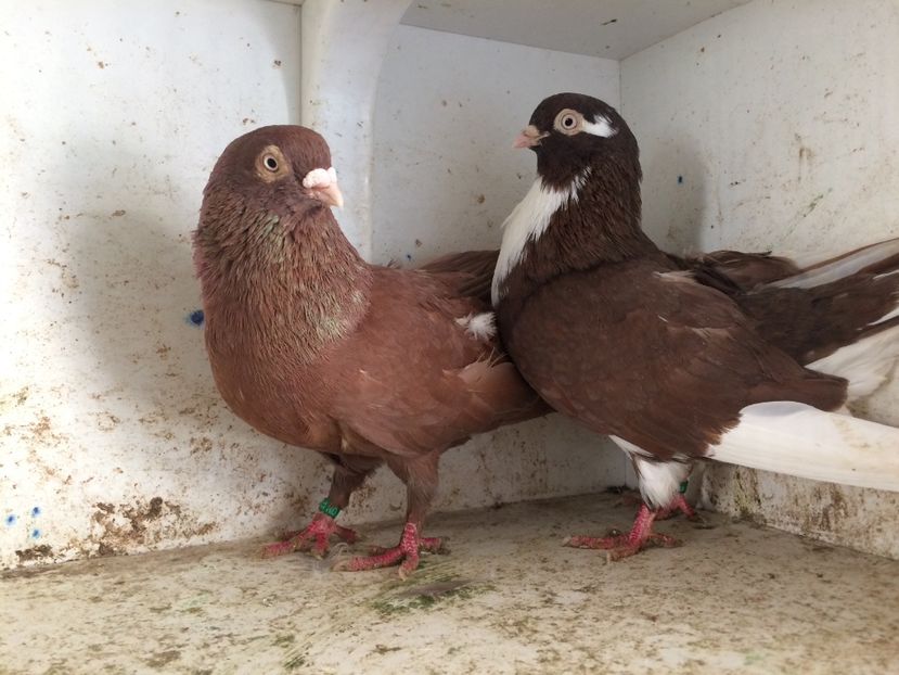 10 - 2-Perechi pana simpla 2019