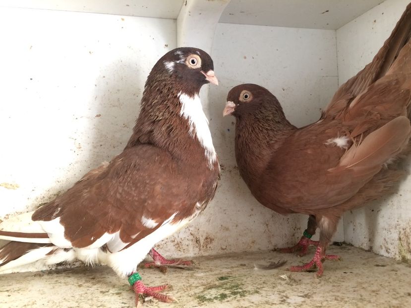  - 2-Perechi pana simpla 2019