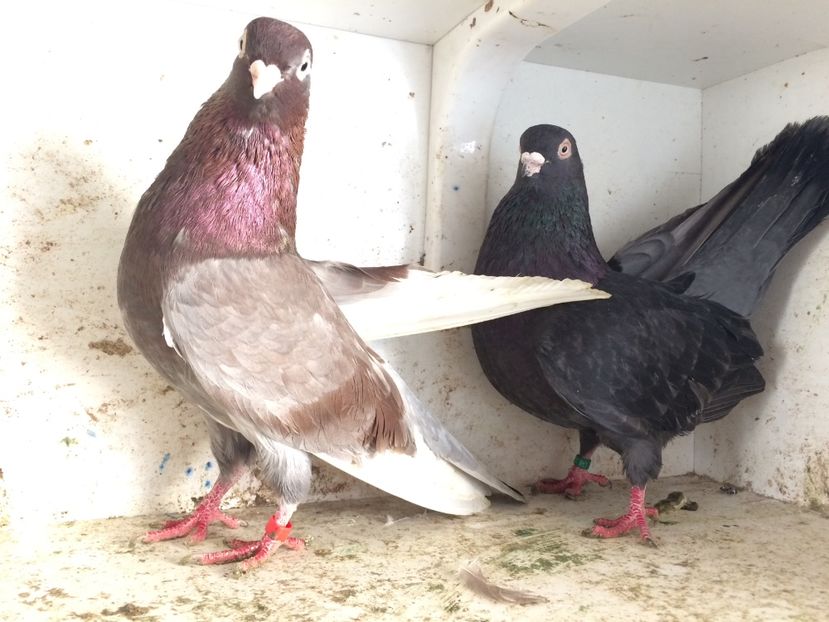 12 - 2-Perechi pana simpla 2019