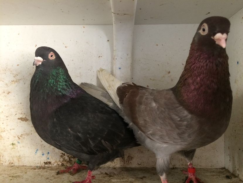  - 2-Perechi pana simpla 2019