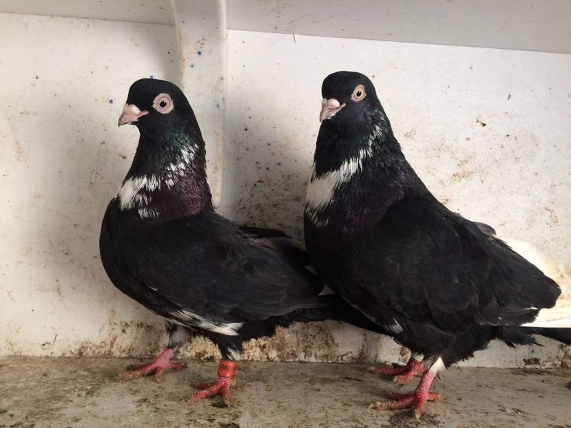 13 - 2-Perechi pana simpla 2019