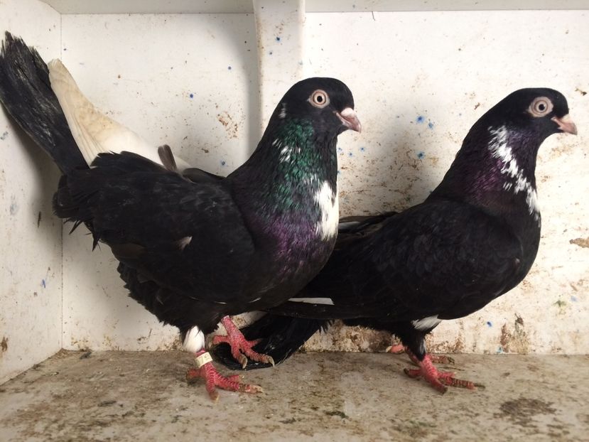  - 2-Perechi pana simpla 2019