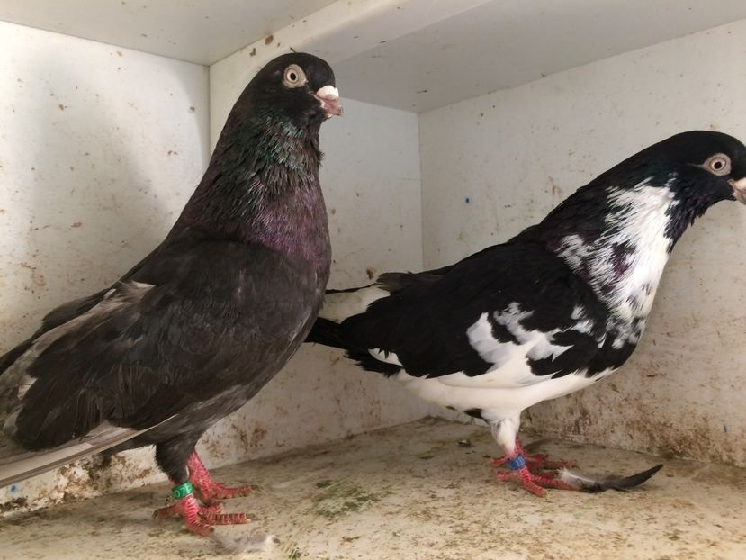 14 - 2-Perechi pana simpla 2019