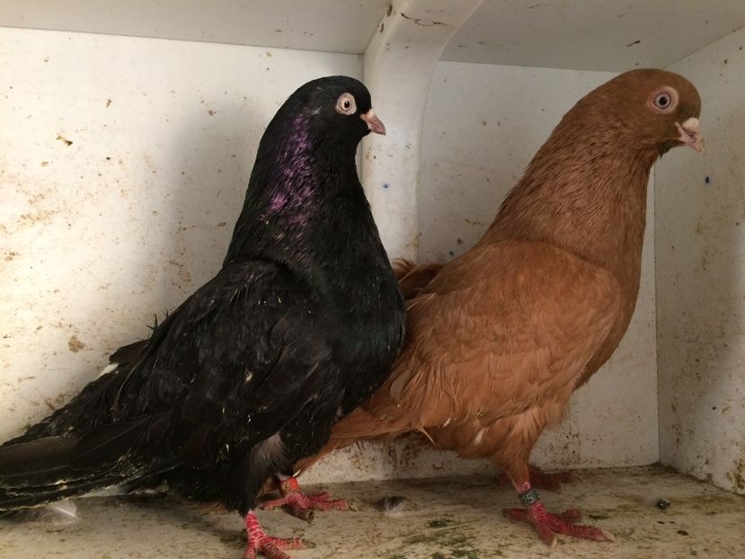  - 2-Perechi pana simpla 2019