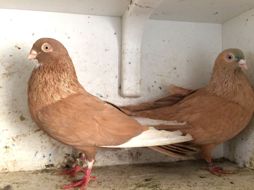  - 2-Perechi pana simpla 2019