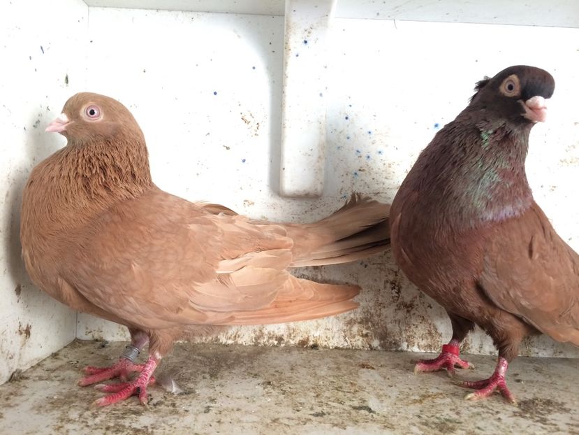 17 - 2-Perechi pana simpla 2019