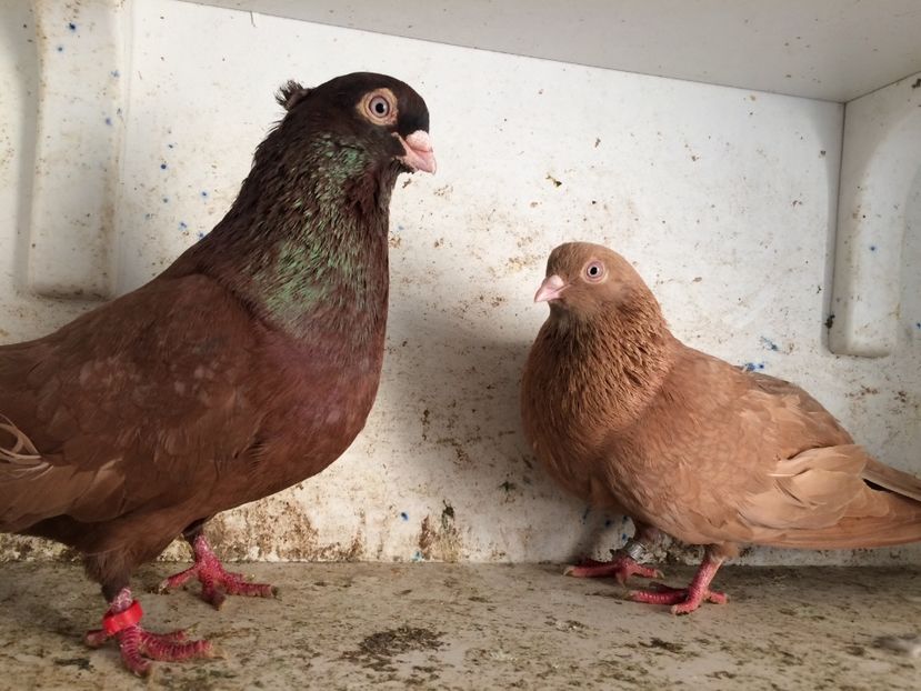  - 2-Perechi pana simpla 2019