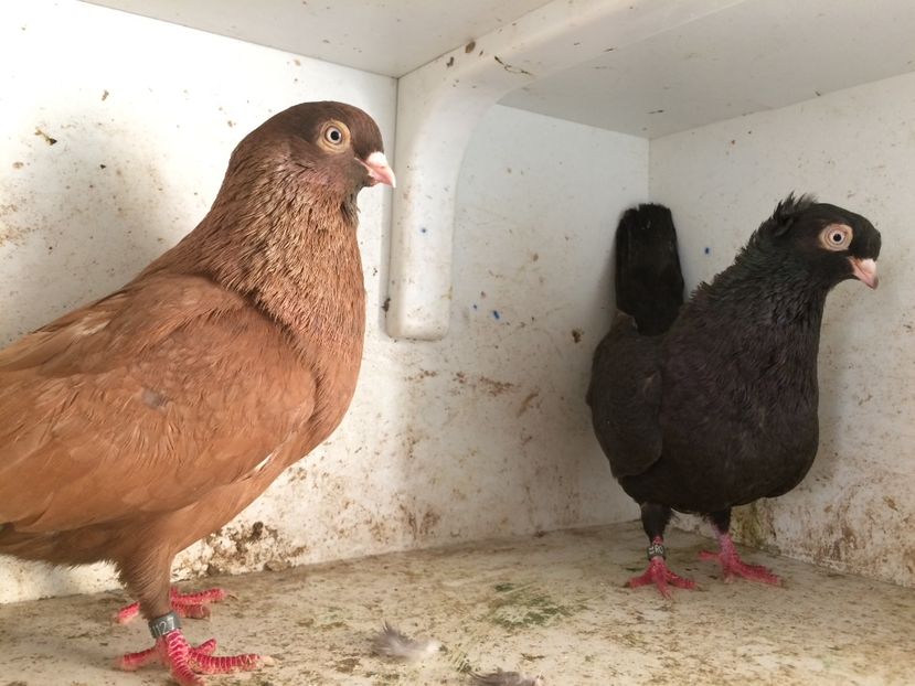 18 - 2-Perechi pana simpla 2019