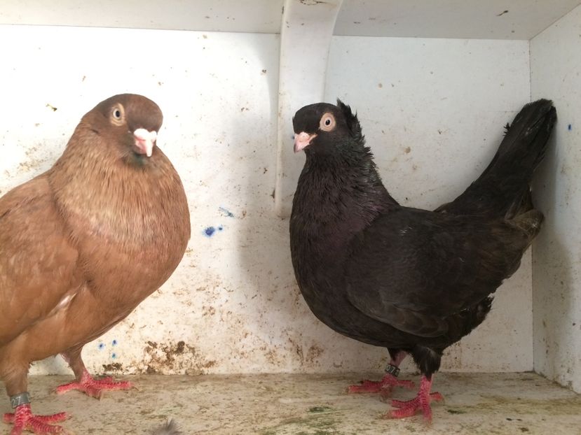  - 2-Perechi pana simpla 2019