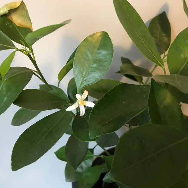  - Plante de interior 2019