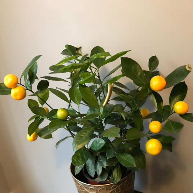  - Plante de interior 2019