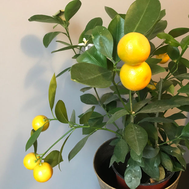  - Plante de interior 2019