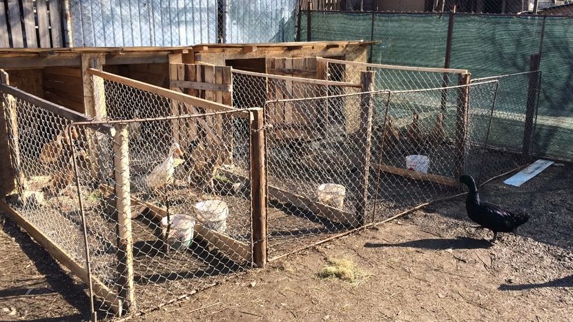 10735B4C-F59C-4564-ACF5-1F3784B18DB4 - Palmipede 2019