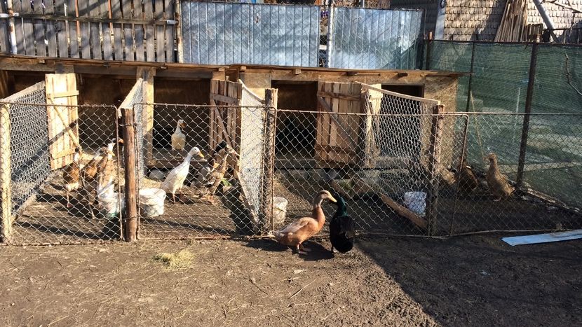 F0D9827A-2481-4364-ABD5-0D1E2C016837 - Palmipede 2019