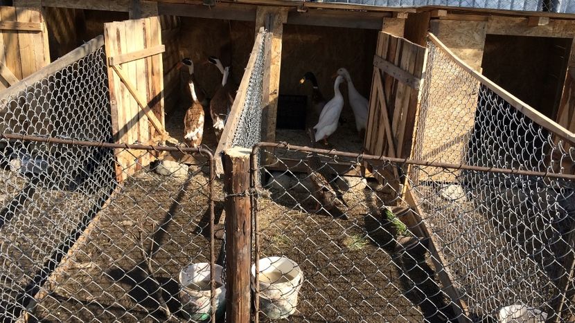 66641165-A9FF-4789-83E8-84B57C65AD80 - Palmipede 2019